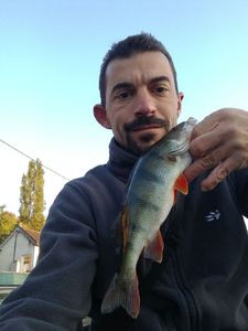 European Perch
