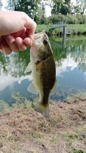 Largemouth Bass