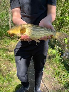 Common Carp