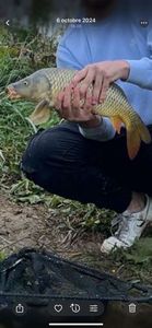 Common Carp