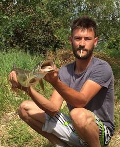 Chain Pickerel