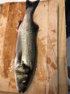 European Bass (Seabass)