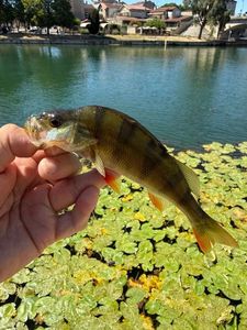 European Perch