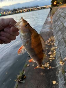 European Perch