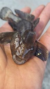 Round Goby