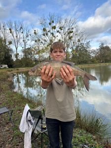 Crucian Carp