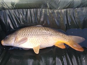 Common Carp