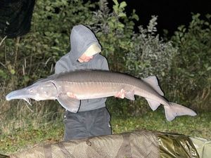 Sturgeon