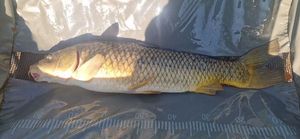 Common Carp