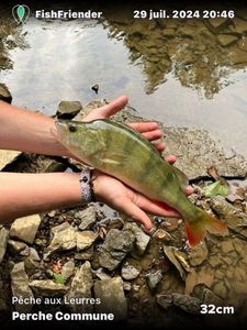 European Perch