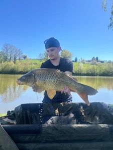 Common Carp