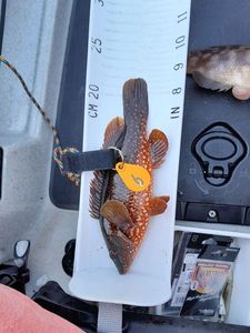 Ballan Wrasse