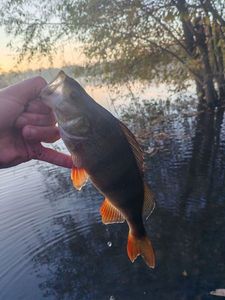 European Perch
