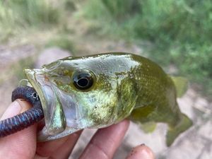 Largemouth Bass