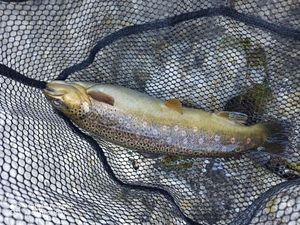 Brown Trout
