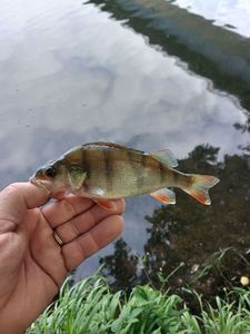 European Perch
