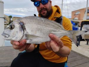Gilthead Seabream