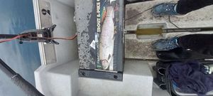 Rainbow Trout