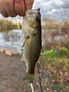 Largemouth Bass