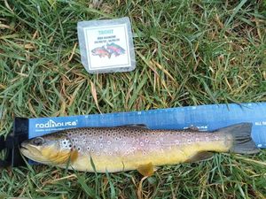 Brown Trout