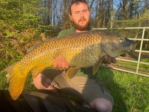 Common Carp
