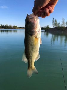 Largemouth Bass