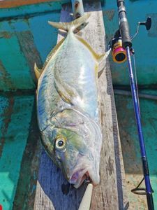 Yellowspotted Trevlaly