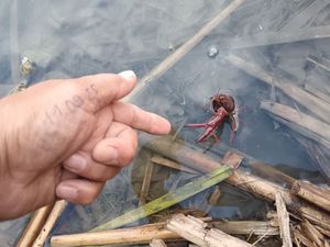 Spinycheek Crayfish
