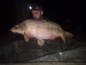 Mirror Carp