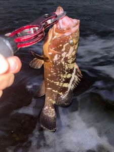 Red Grouper