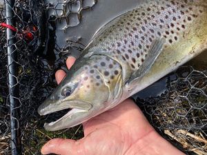 Brown Trout