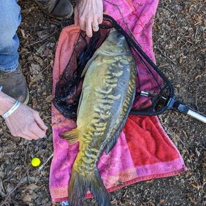 Leather Carp