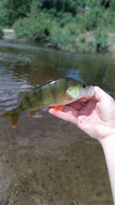 European Perch
