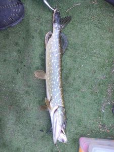 Northern Pike