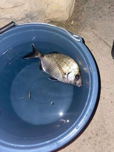White Seabream