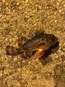 Brown Scorpionfish