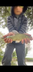 Tench