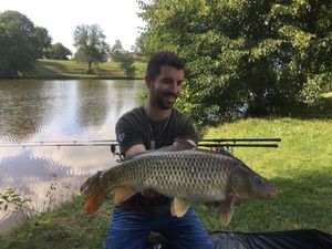 Common Carp