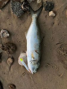 Bluefish