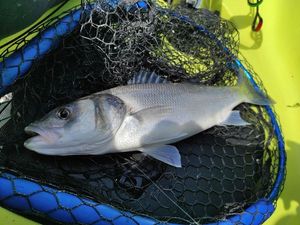 European Bass (Seabass)