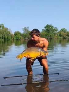 Mirror Carp