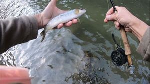 Brown Trout