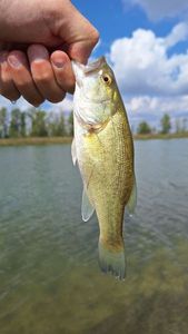 Largemouth Bass