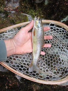 Brown Trout