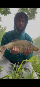 Common Bream