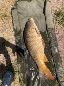 Common Carp