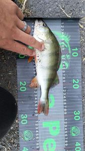 European Perch