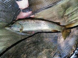 Brown Trout