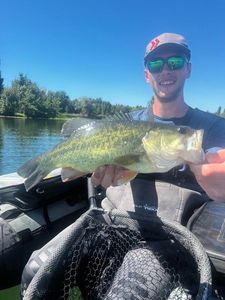 Largemouth Bass