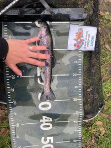 Rainbow Trout
